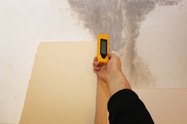 Best Water Damage & Mold Remediation  in Auburn, MI