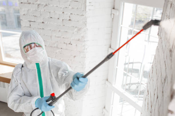 Best Mold Removal for HVAC Installations  in Auburn, MI