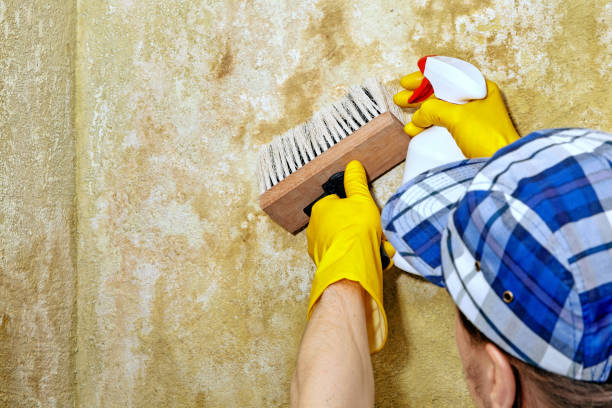 Professional Mold Removal in Auburn, MI