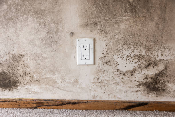 Best Asbestos and Lead Testing During Mold Inspection  in Auburn, MI